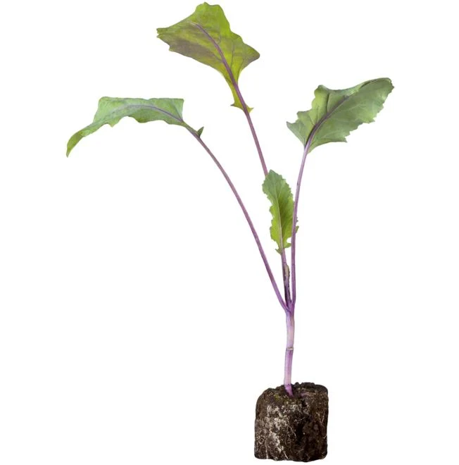 Gemüse-Set "Kohlrabi-Mix"