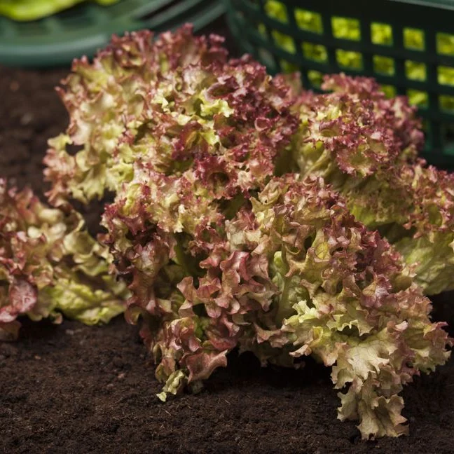 Pflücksalat-Mix 'Lollo Rossa'