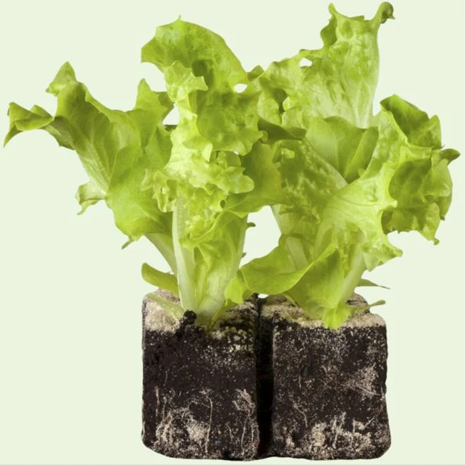 Pflücksalat-Mix 'Lollo Bionda'
