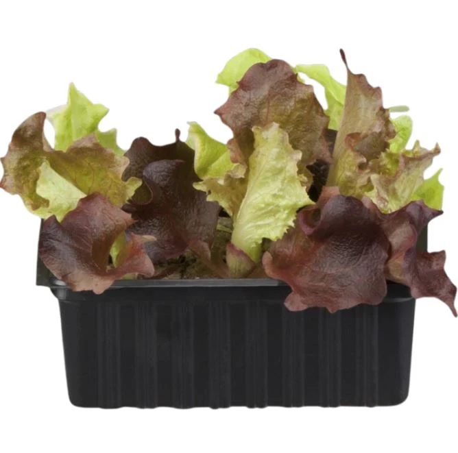 Gemüse-Set "Kopfsalat-Mix"