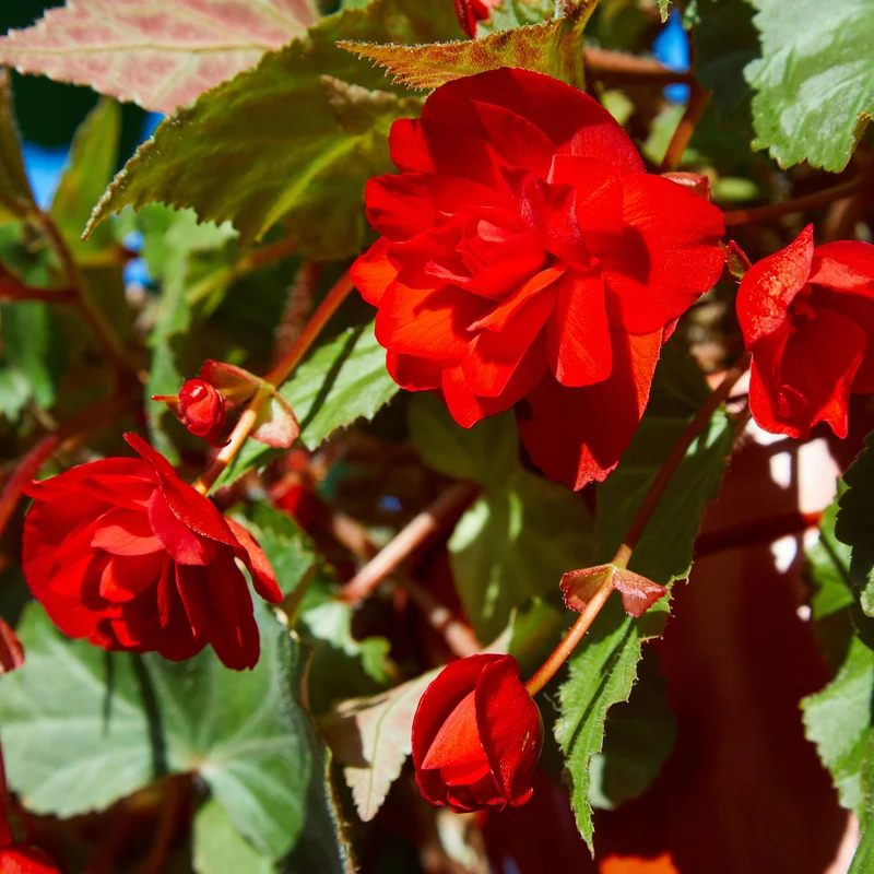 Knollenbegonie rot