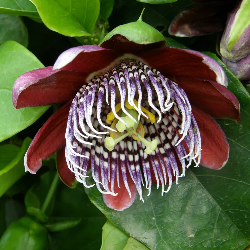 Riesen-Passionsblume