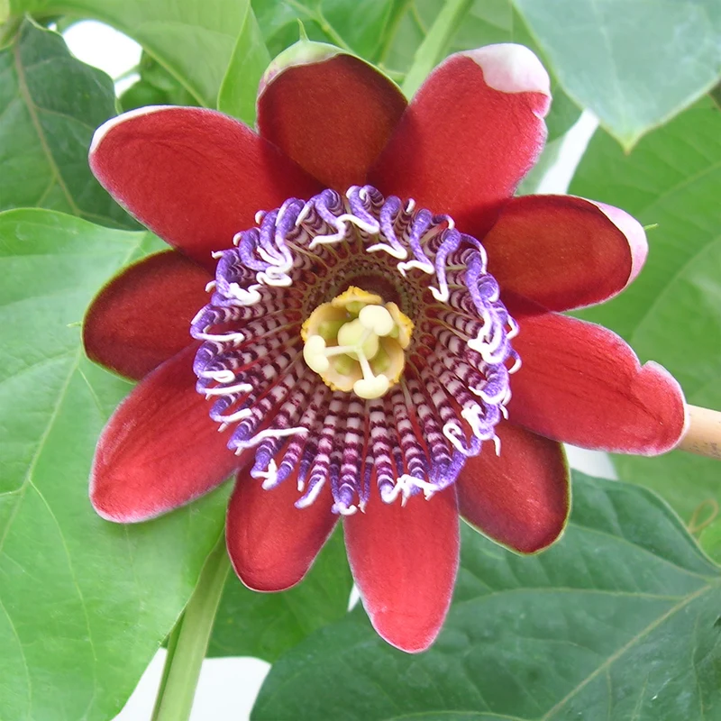 Riesen-Passionsblume