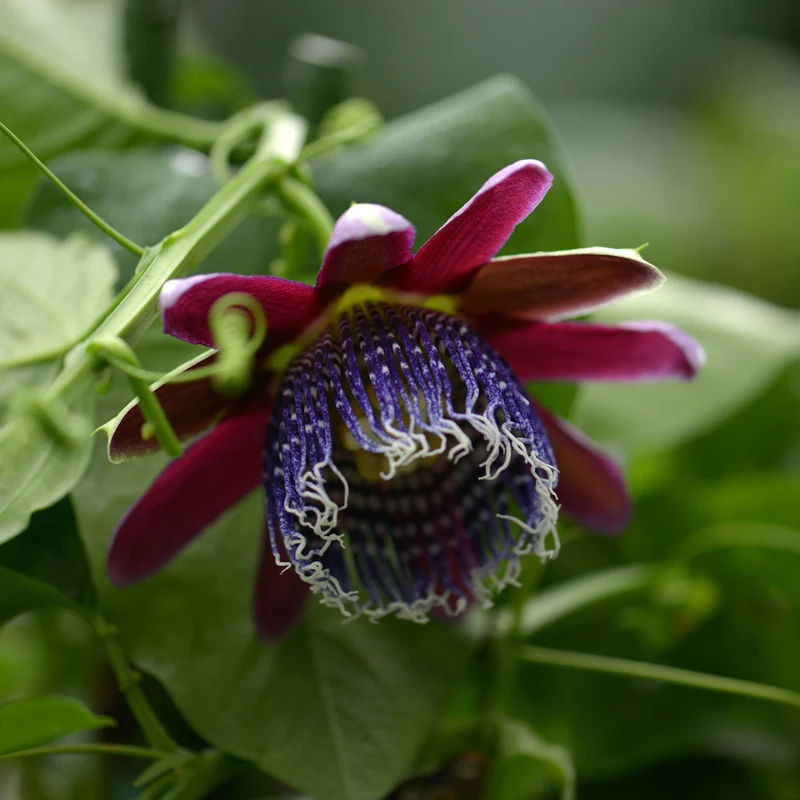 Riesen-Passionsblume