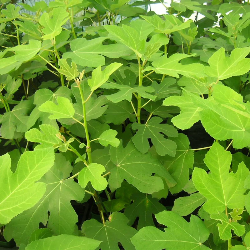 Feige 'Goutte d'Or'