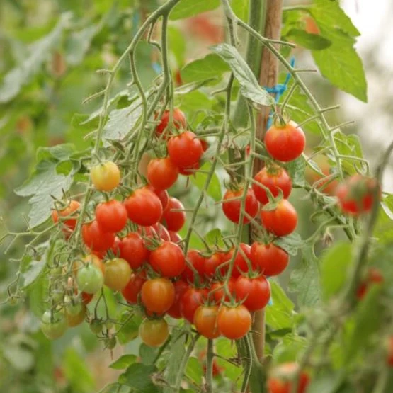 Cherrytomate 'Pepe', F1, veredelt