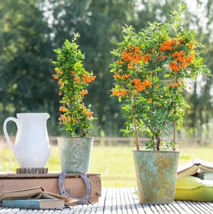 Feuerdorn 'Orange Glow'