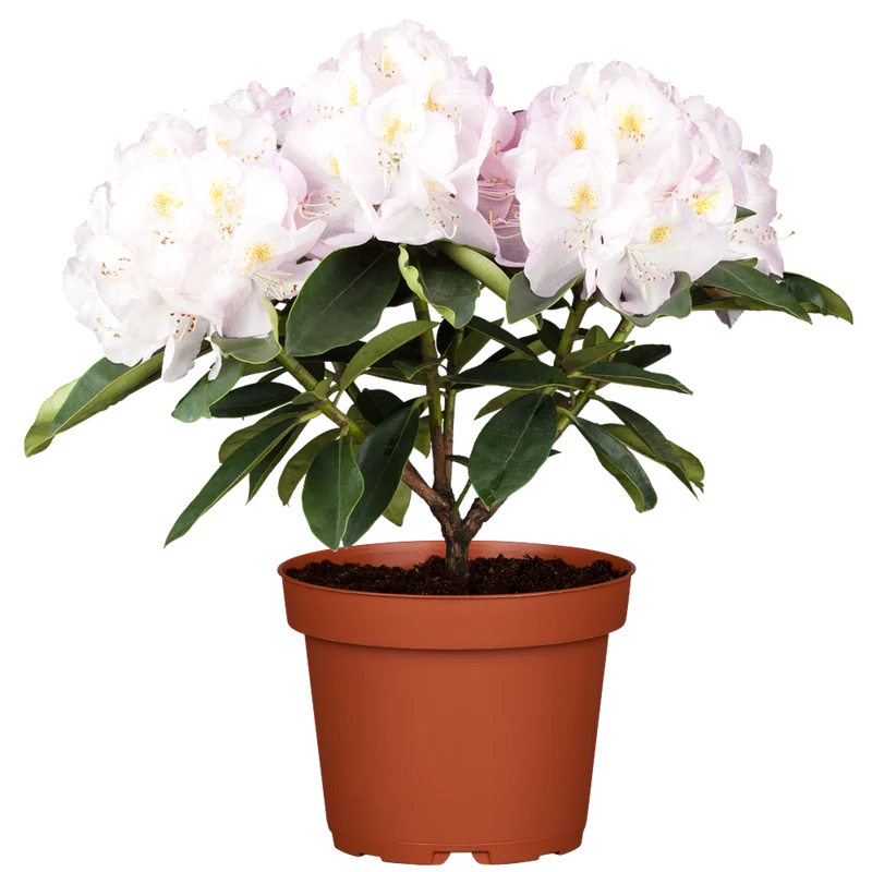 Rhododendron 'Gomer Waterer'