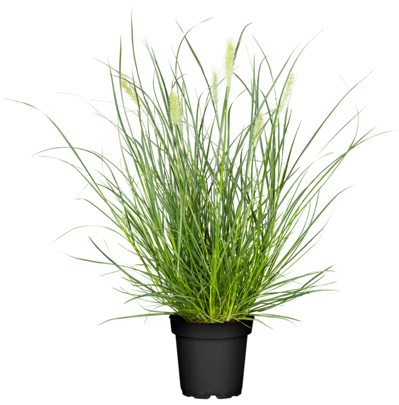 Federborstengras 'Little Bunny'