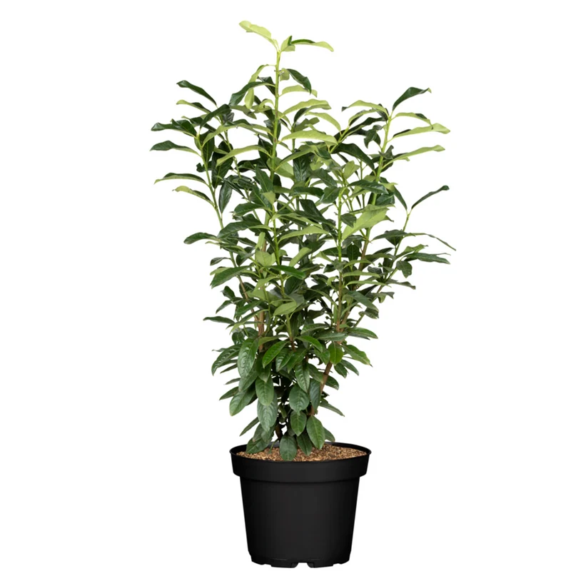 Kirschlorbeer 'Genolia®'
