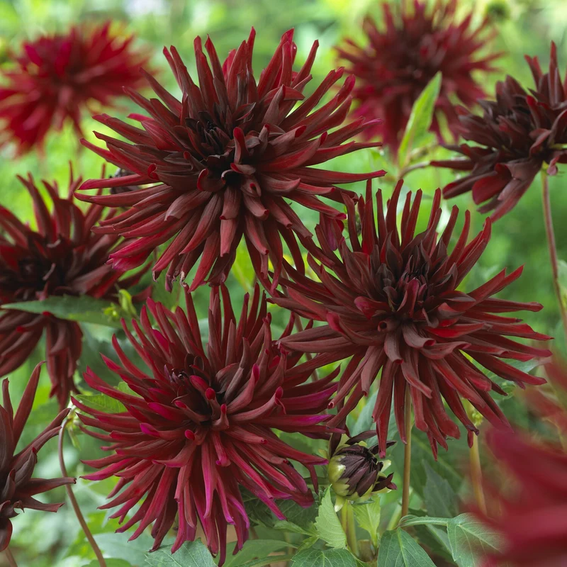 Kaktusdahlien Black Narcissus (x3)