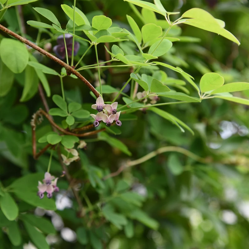 Akebia quinata Silver Bells