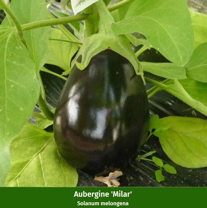 Gemüse-Set "Gartenvielfalt für Anfänger"