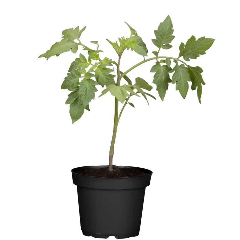 Fleischtomate, veredelt