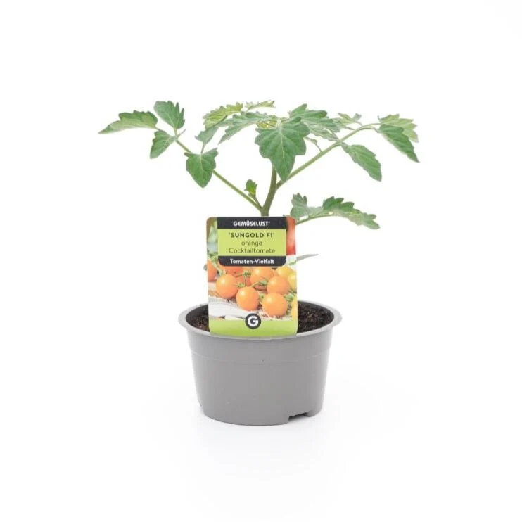 Cherrytomate 'Sungold'