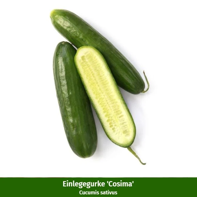Gemüse-Set "Besondere Gemüsefreude"