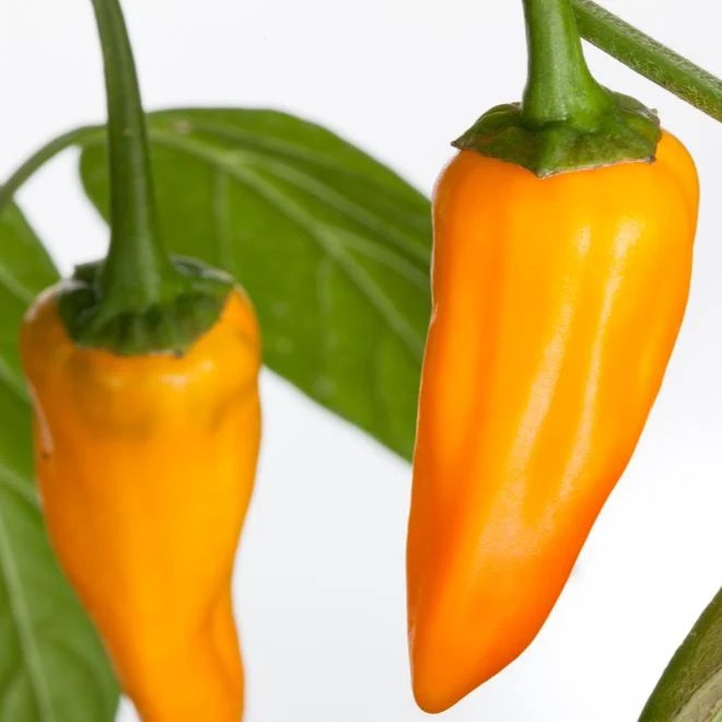 Mini-Snackpaprika 'Sweet Snack'
