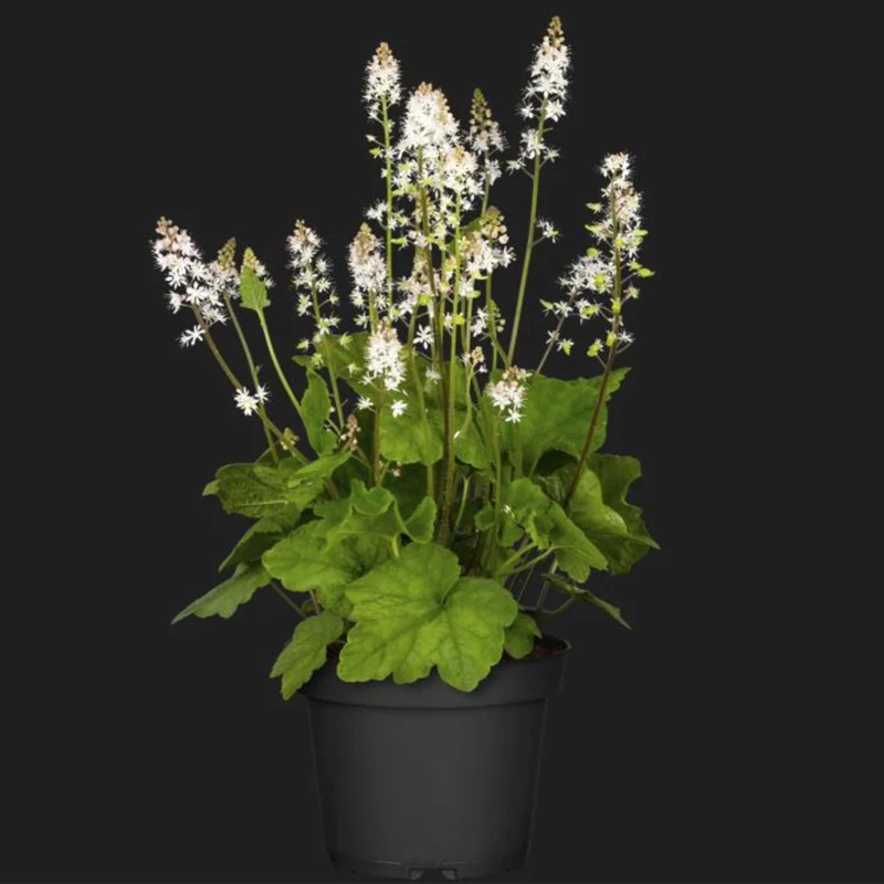 Schaumblüte