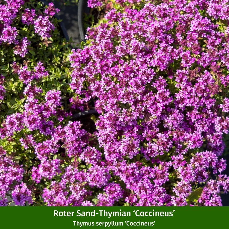 Bodendecker-Set "Thymian Teppich"