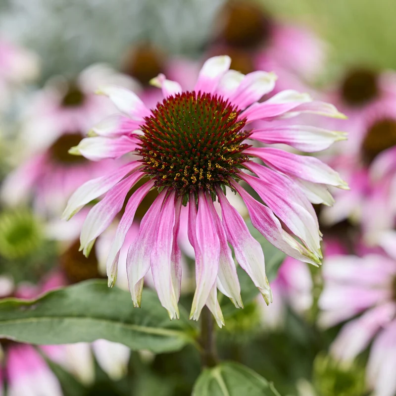 Sonnenhut 'Special White Purple'