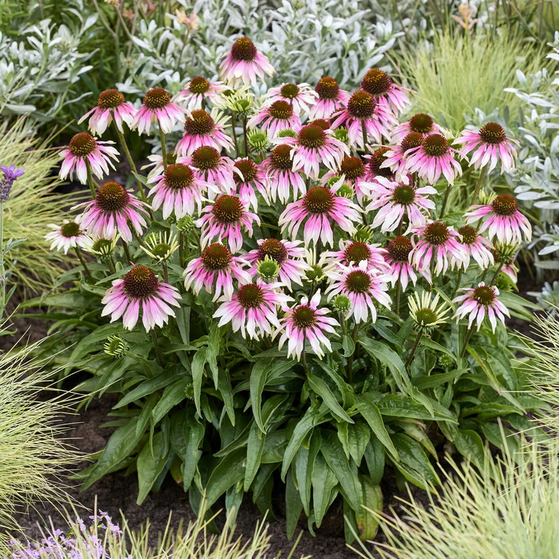 Sonnenhut 'Special White Purple'