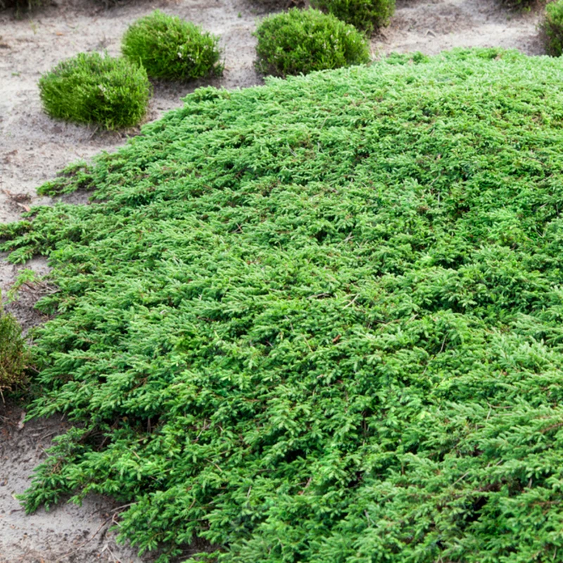 Kriechwacholder 'Green Carpet'
