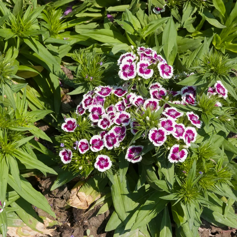 Bartnelke 'Barbarini Purple Picotee'