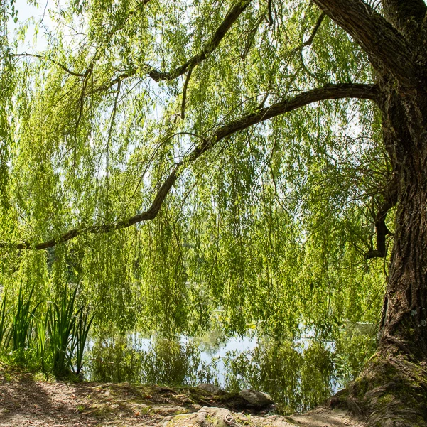 Trauerweide