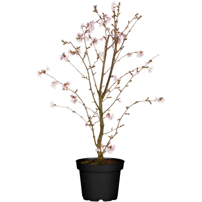 Japanische Blütenkirsche 'Ruby'