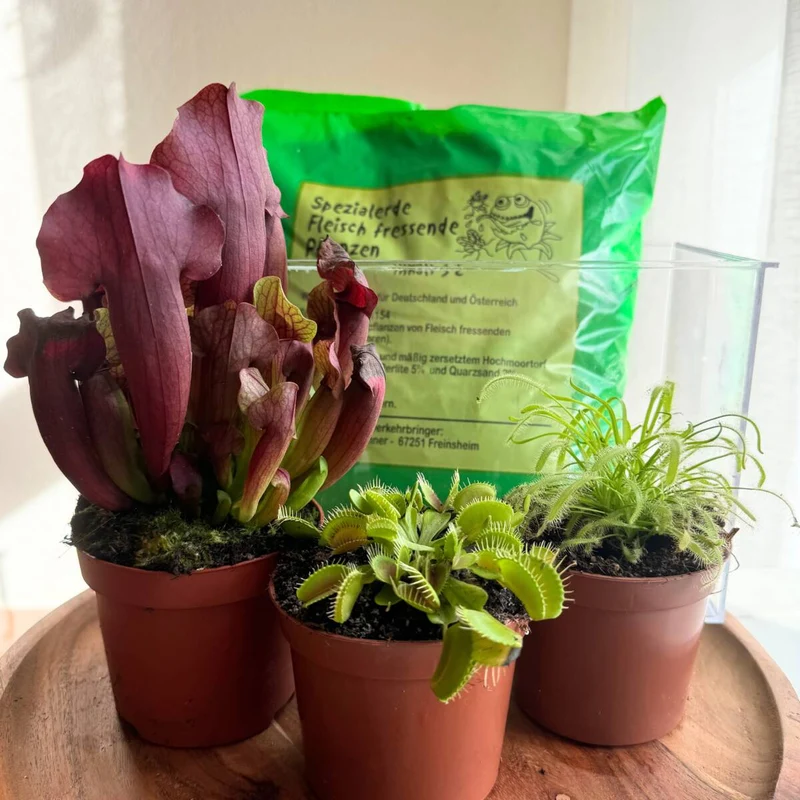 DIY Zimmerpflanzen-Set "Exotische Fänger"