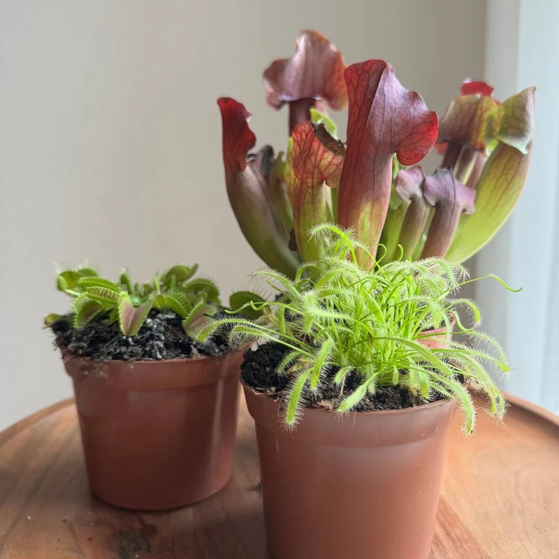 DIY Zimmerpflanzen-Set "Exotische Fänger"
