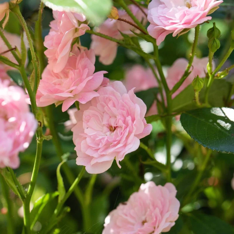 Bodendeckerrose 'The Rosa Fairy'