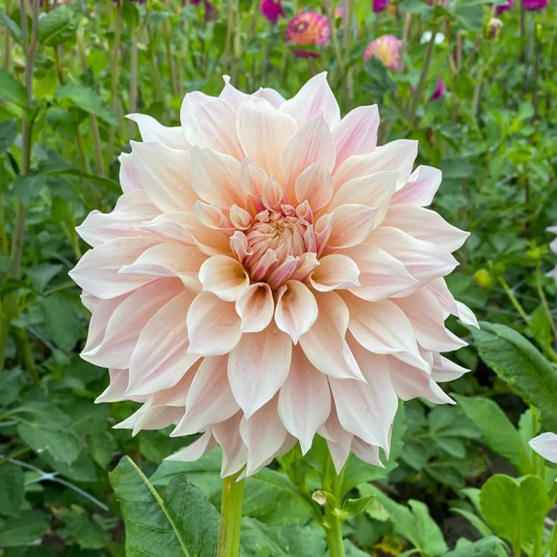 Dahlie ‘Cafe au Lait’ (x3)