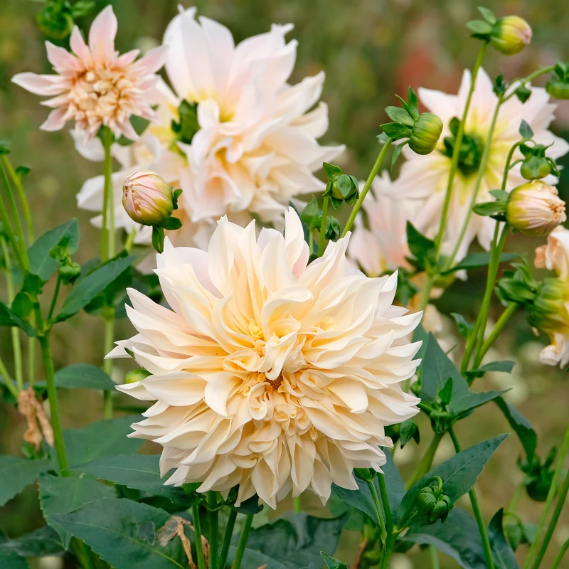Dahlie ‘Cafe au Lait’ (x3)