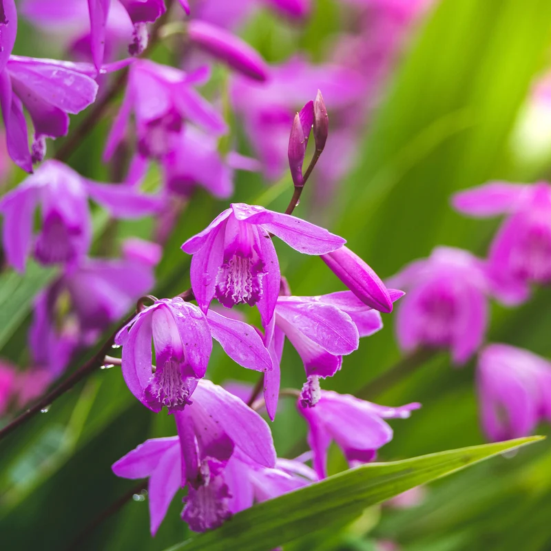 Bletilla (Hyazinthen-Orchidee)