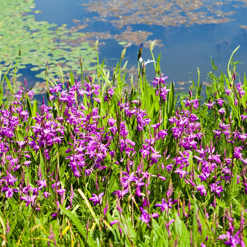 Bletilla (Hyazinthen-Orchidee)