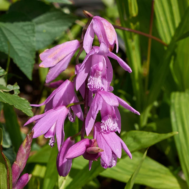 Bletilla (Hyazinthen-Orchidee)