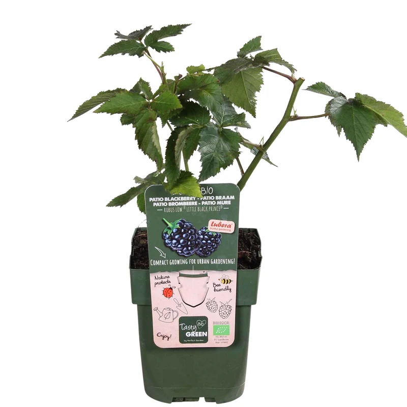 Zwerg-Brombeere 'Little Black Prince'