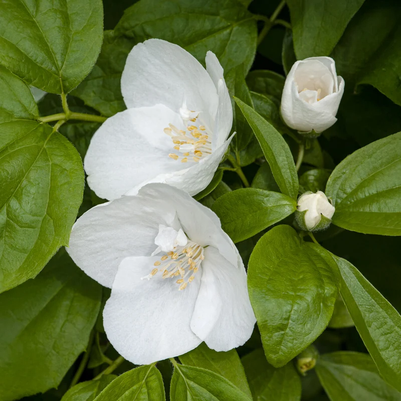 Gartenjasmin 'Natchez'