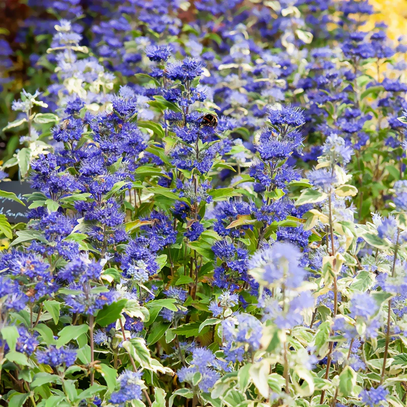 Bartblume ‘Grand Bleu®’