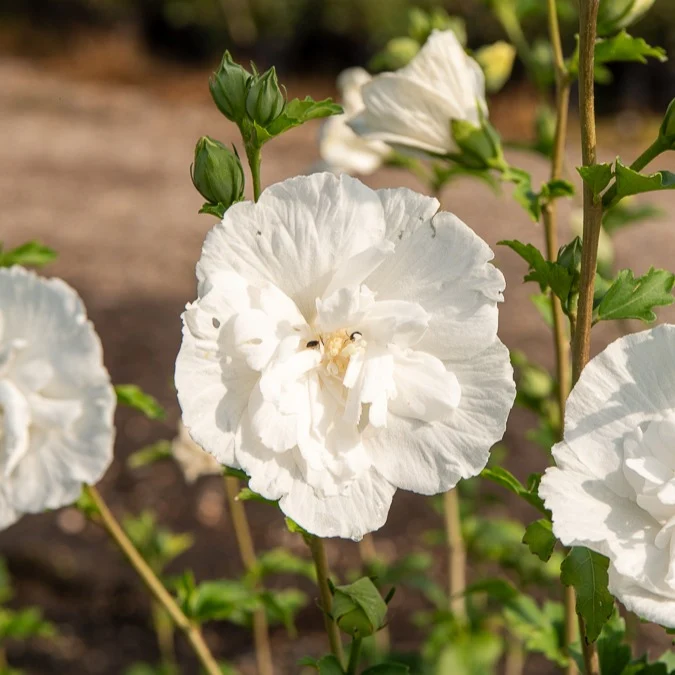 Hibiskus White Chiffon