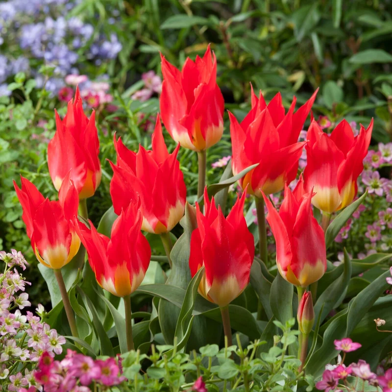 Tulpen ‘Flames Mystery’ (x5)