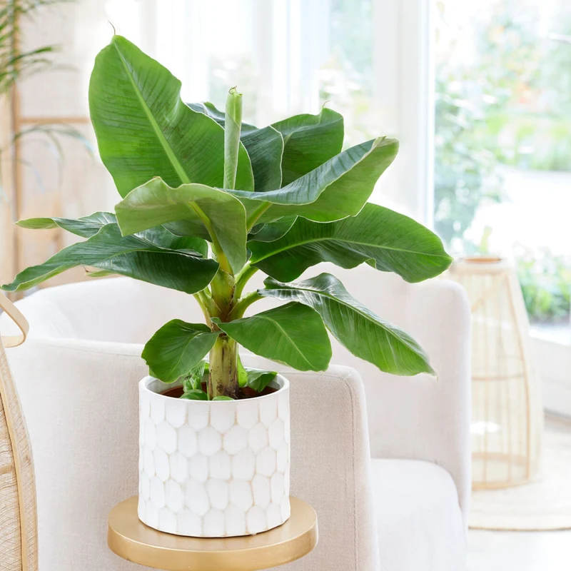 Zwergbanane 'Dwarf Cavendish'