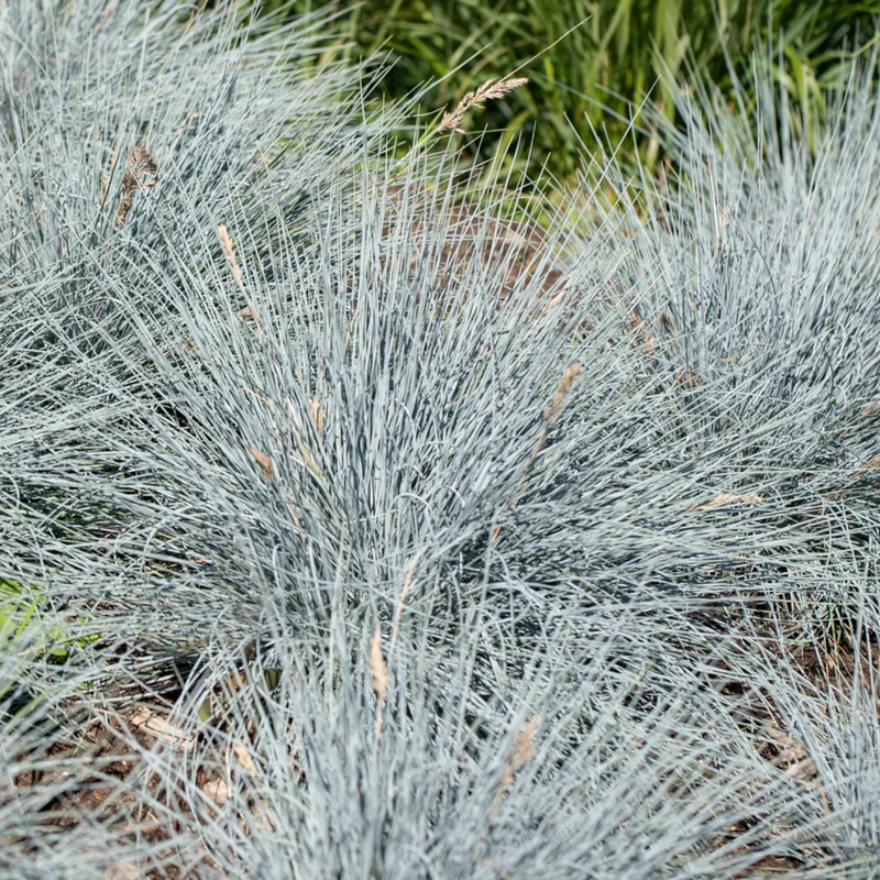Blauschwingel