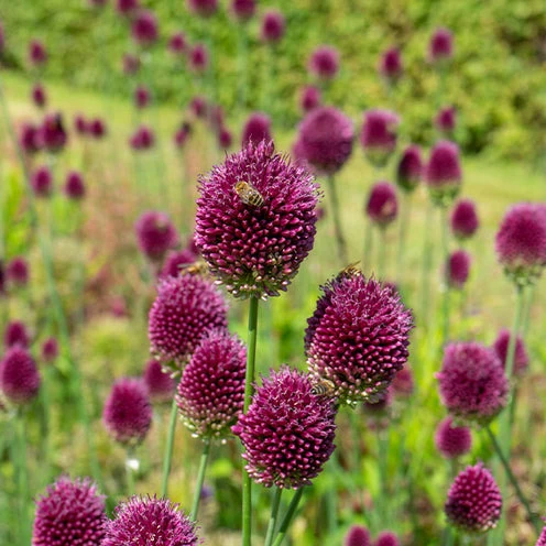 Blumenzwiebeln-Mischung ‘Butterfly Food’ (x70)