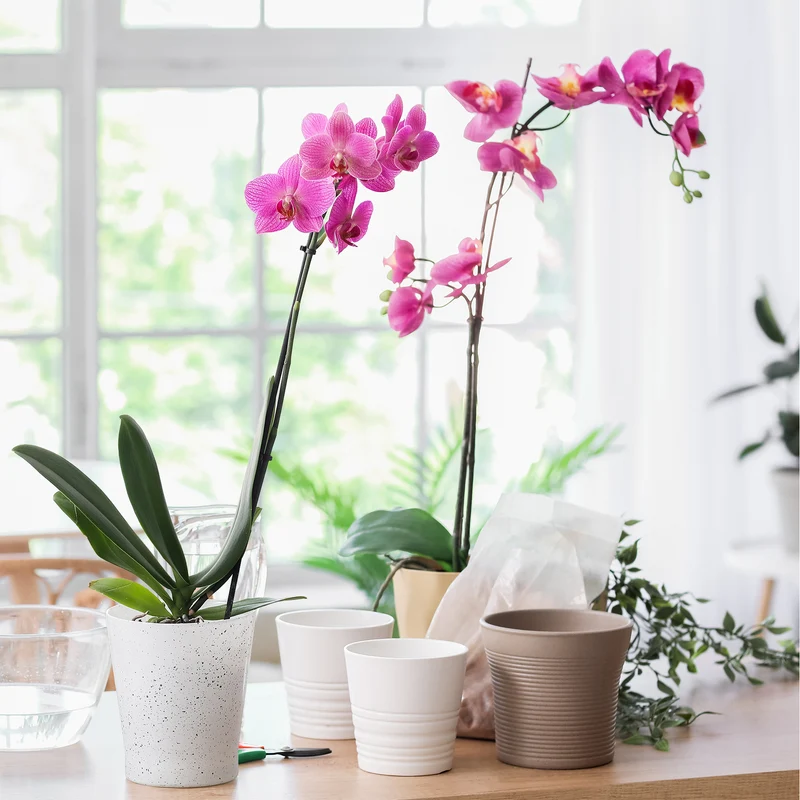 Orchidee rosa