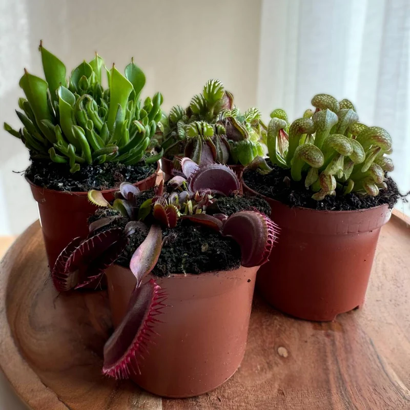 Zimmerpflanzen-Set "Exotische Raritäten“