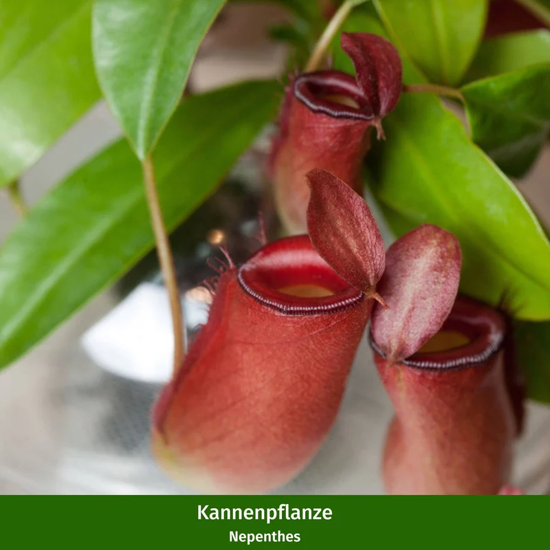 Zimmerpflanzen-Set "Kleine Monster“