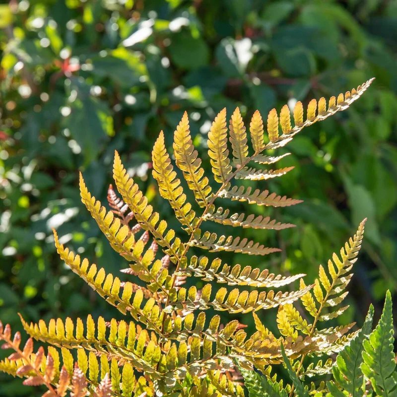 Rotschleierfarn 'Prolifera'