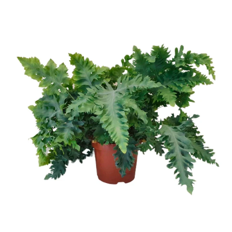 Blaufarn Phlebodium 'Davana'